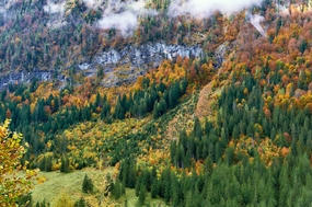 初秋阿尔卑斯山下树林风景图片